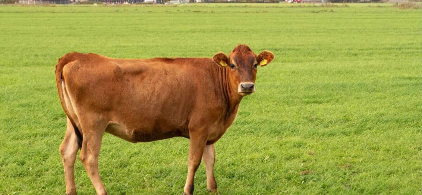 Cattle Face Losses on Friday