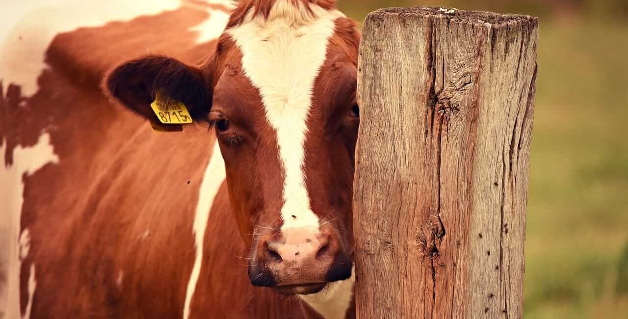 Cattle Pull off Early Friday Lows, as Cattle on Feed Shows Fewer Placements
