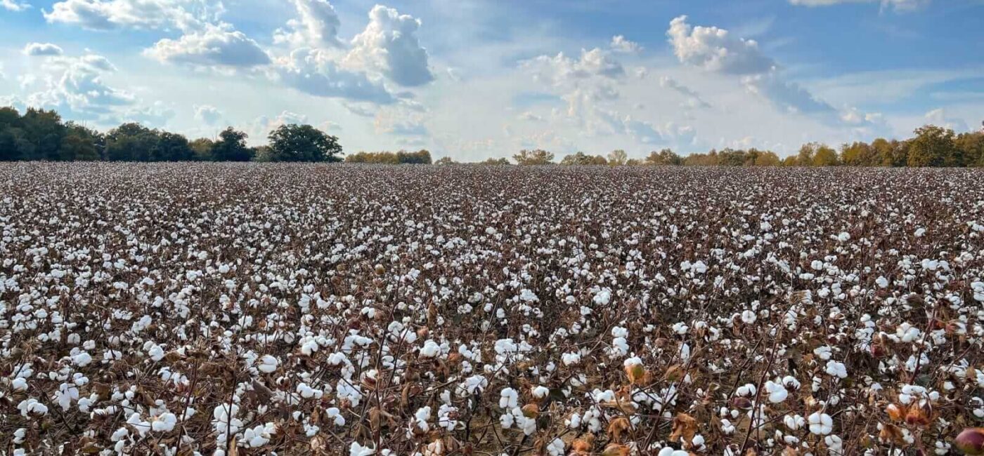 Cotton Face Friday Weakness, Despite USDA Production Cut