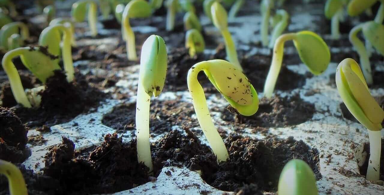 Soybeans Rally Off Early Lows as Traders Eye Monday Trade Announcement